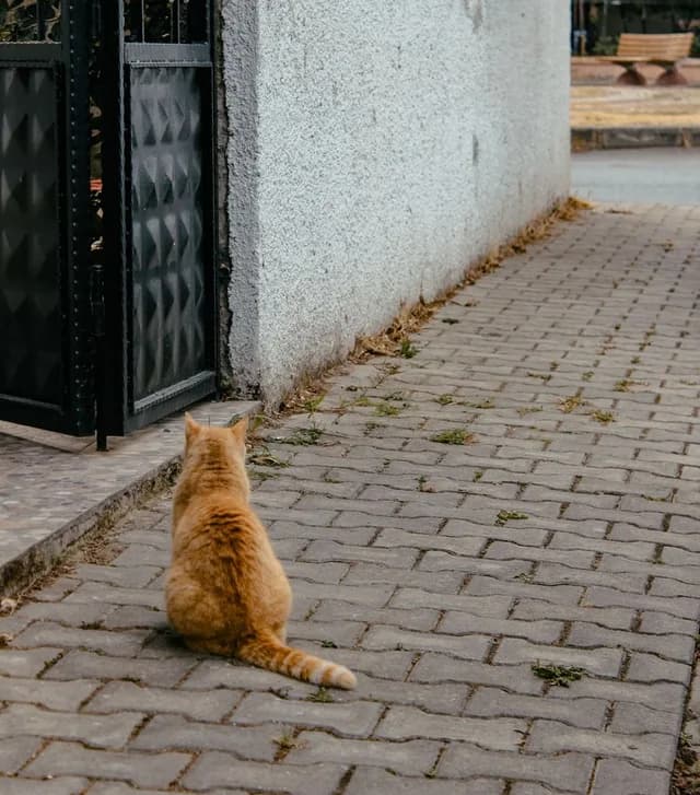 An orange street cat sitting on a paved sidewalk, keeping watch on an iron gate
