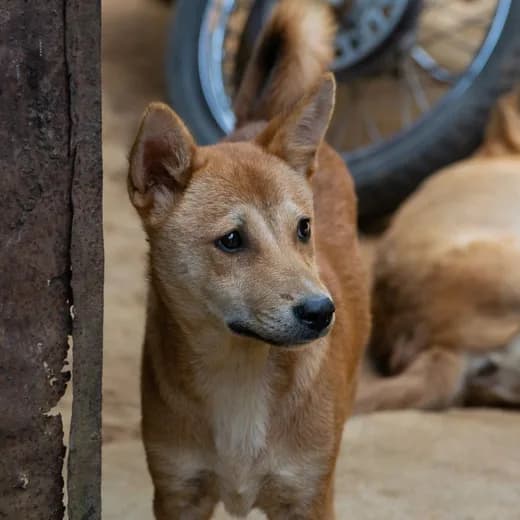 A Petable share card of Biscuit, a ginger street dog peeking past a doorway